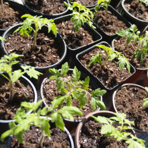 Organic Beefsteak Tomato Seedling