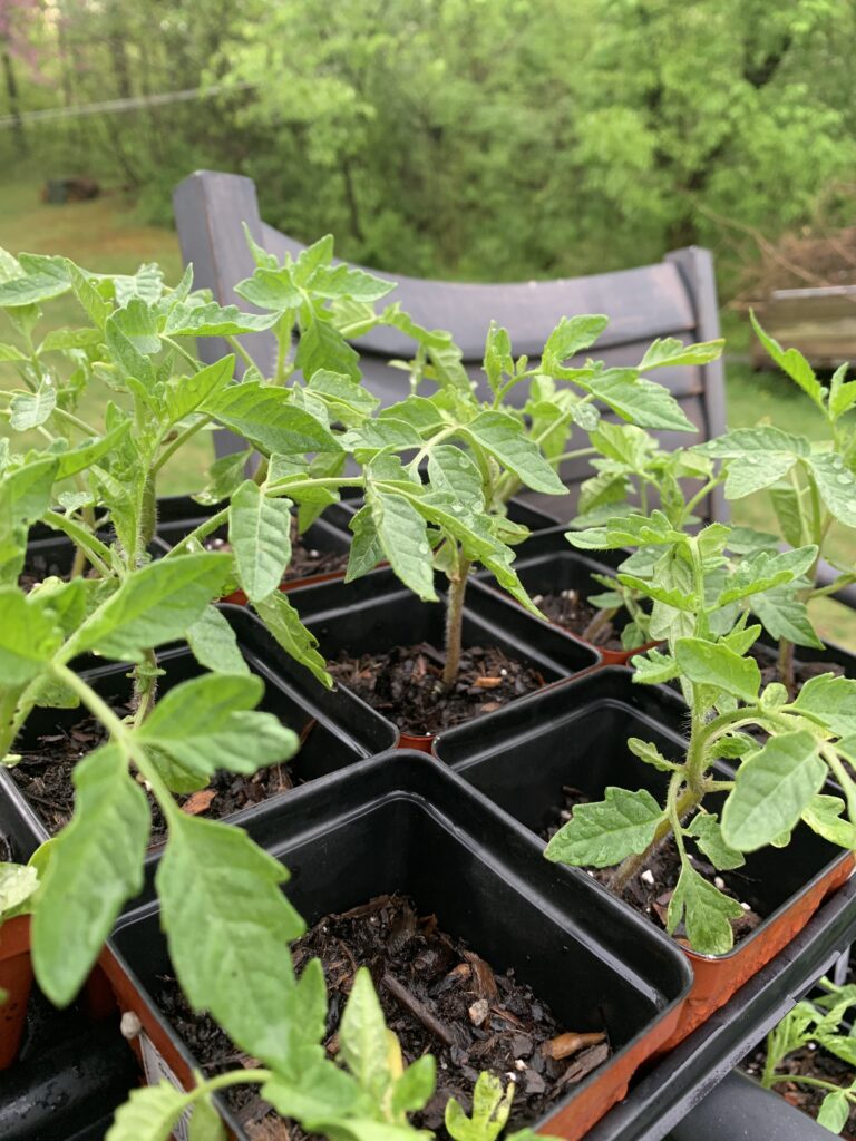 Green Star tomato seedlings